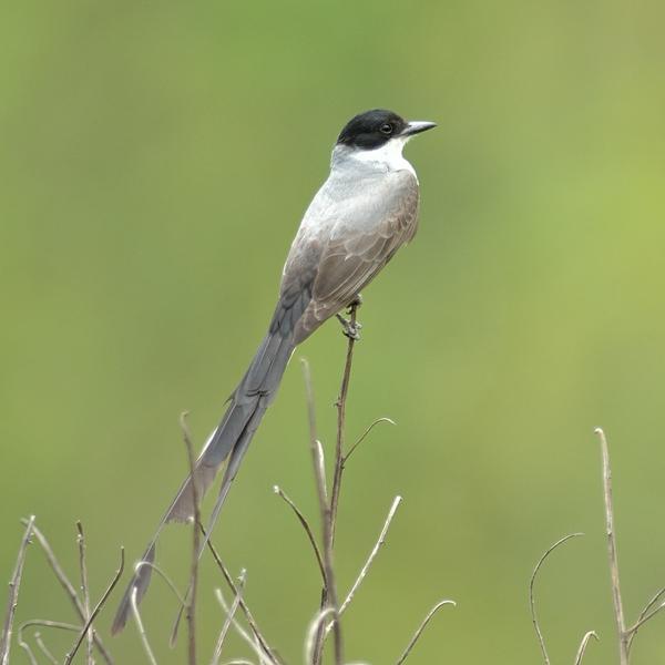 <h3><a href="/trips/salesopolis-2014/biota/animalia/chordata/aves/040 passeriformes/011 tyrannidae/tyrannus savana/tyrannus savana-nl.html">Tyrannus&nbsp;savana</a> / Fork‑tailed&nbsp;flycatcher / Vorkstaartkoningstiran</h3>NIKON D7100 met AF-S Nikkor 300mm f/2.8G IF-ED VR II, 1/200 sec  bij F4.8, ISO 160, afstand 19.9&nbsp;m